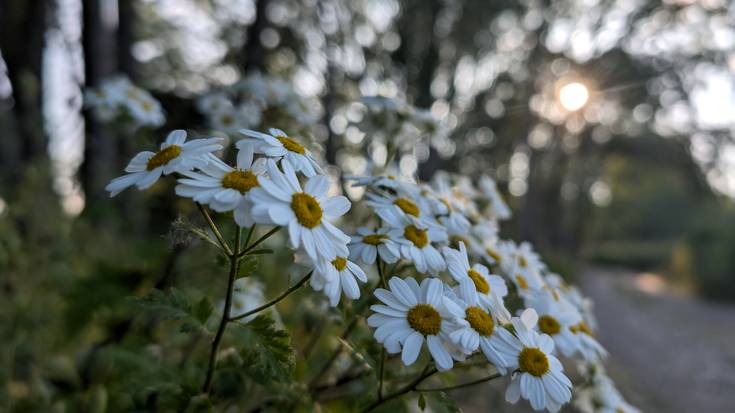 Hodeitzak trinkotzera joko du