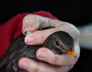 Txorien eraztunketa, aste honetako ALEAn