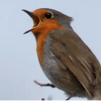 Natur ibilbidea: 'Hegaztiak'