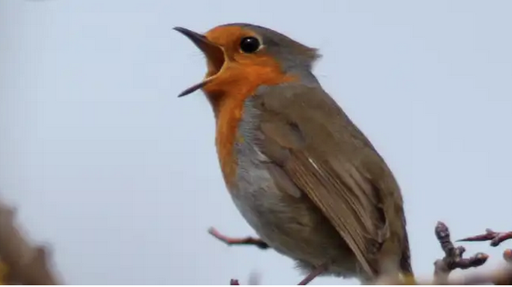 Natur ibilbidea: 'Hegaztiak'