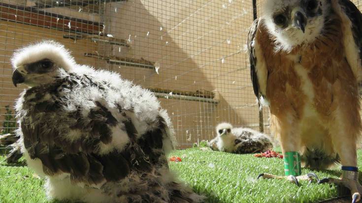 Sei bonelli txita sartu dituzte Mendialdean