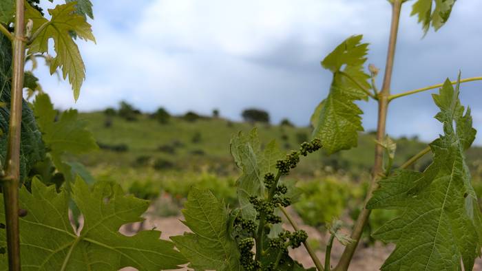 Epel, baina oraindik hodeiekin