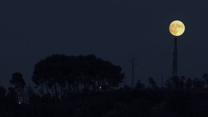 Asteburu sargoritsua aurrean