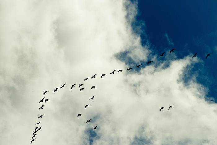 Antzara hankagorrizkek V forma egiten dute zeruan. Argazkia: PIXABAY 