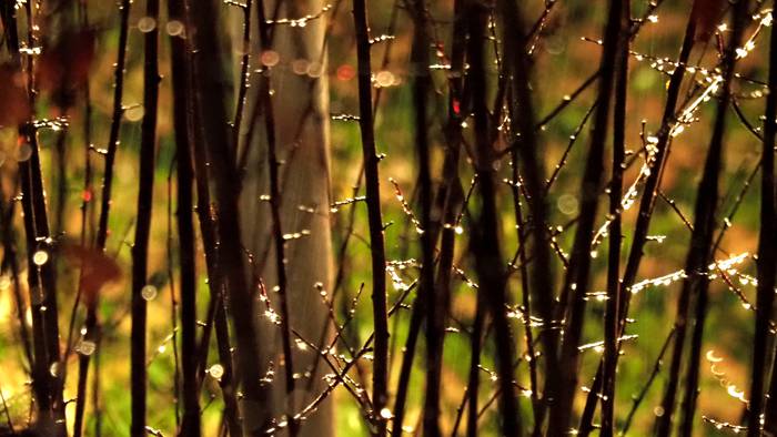 Menia, baina ez idortzeko adinean
