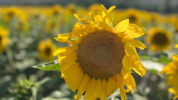 Bero handia, baina aldatzear