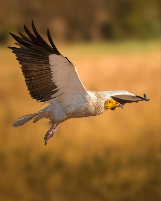 "Janari pozoitua aurkitzeari diot beldurrik handiena"