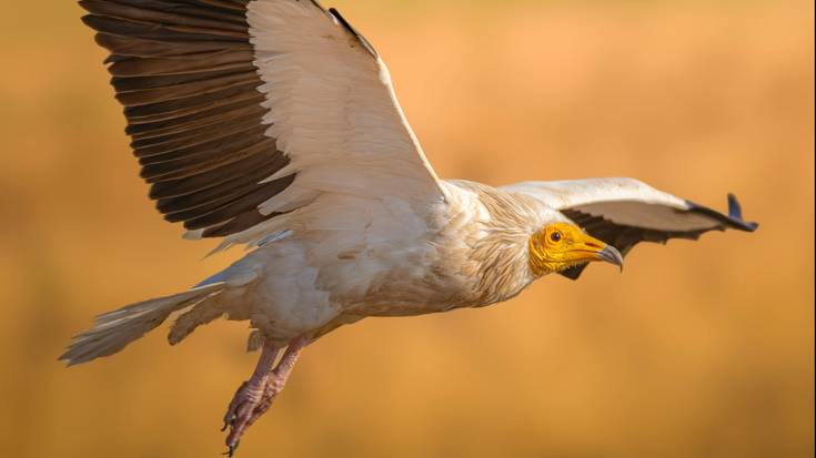 "Janari pozoitua aurkitzeari diot beldurrik handiena"