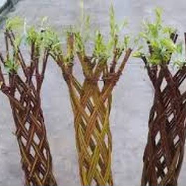 Zumezko lorontzien lantegia