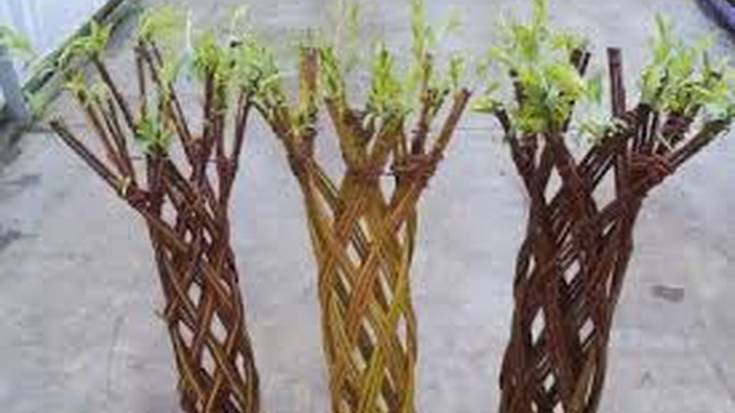 Zumezko lorontzien lantegia