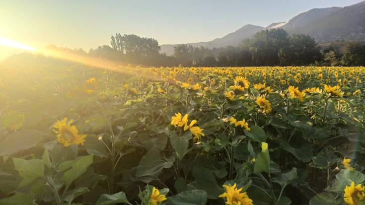 Beroa, baina gutxitzera