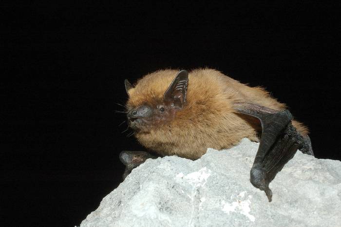 Hamabi saguzar espezie daude Olarizuko parkean