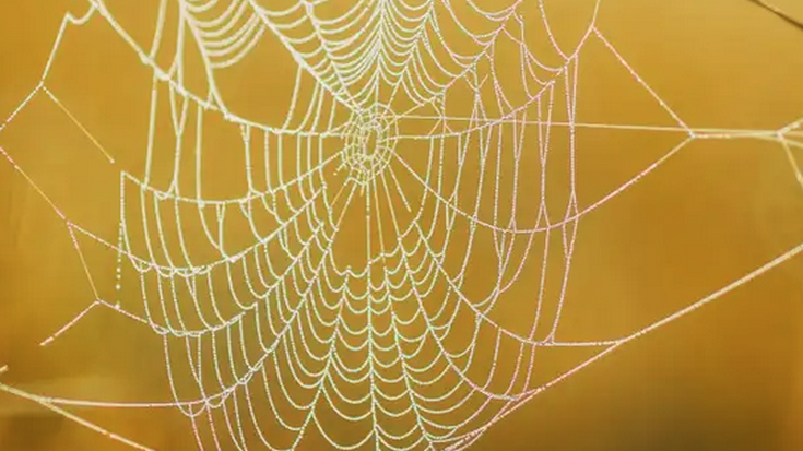 'Naturako ingeniariak, armiarmak!'