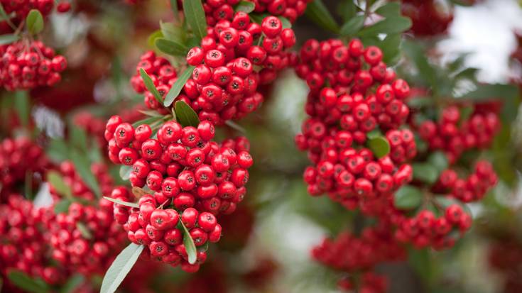 Su-gorrinarekin kutsatutako eremu bat behatzen ari dira Bastidan
