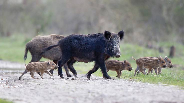 Zazpi milatik gora basurde daude Araban