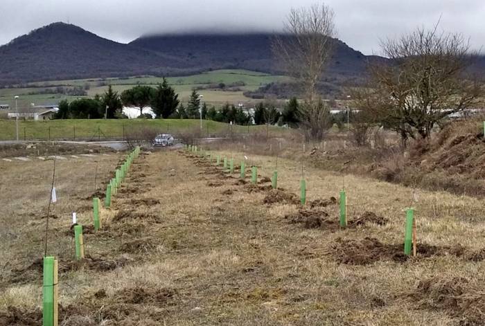 36 sagarrondo berezi landatu dituzte Jundizen