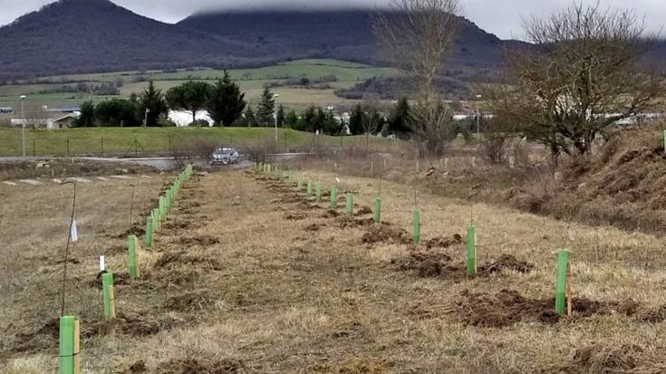 36 sagarrondo berezi landatu dituzte Jundizen