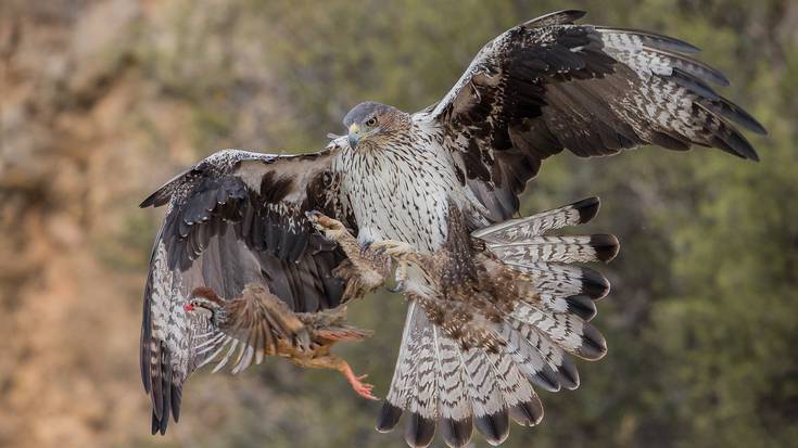 Bonelli arranoa babesteko, Entzia Hegaztientzako Babes Eremua izendatzea eskatu dute