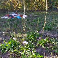 Nire lehen herbarioa