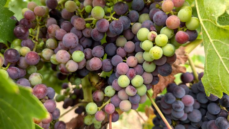 Gorritzen jarraituko du