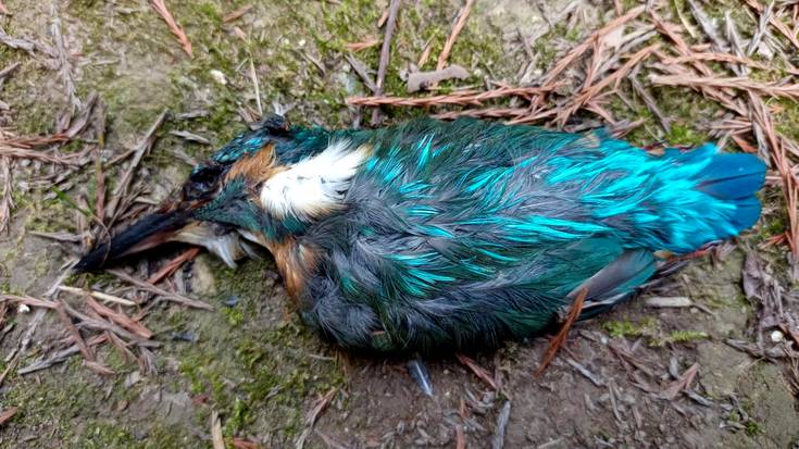 Enpresa fakultatea hegaztientzako "tranpa hilgarritzat" jo dute