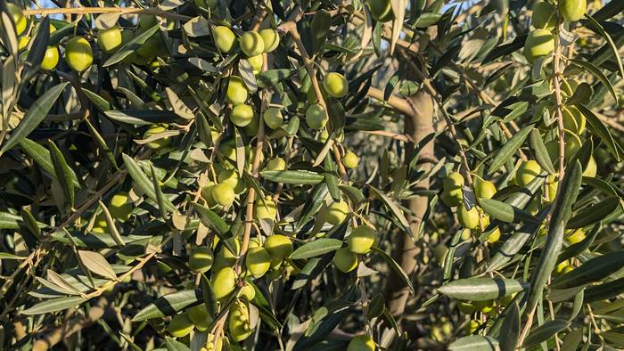 Itxura onean jarraitu nahi du