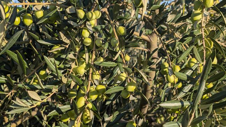 Itxura onean jarraitu nahi du