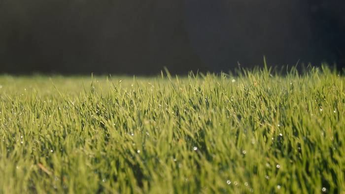 Goiz eguzkitsua, eta fuera