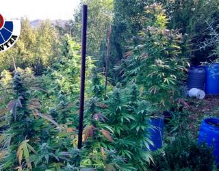 Marihuana plantazio txikia aurkitu dute Bernedon