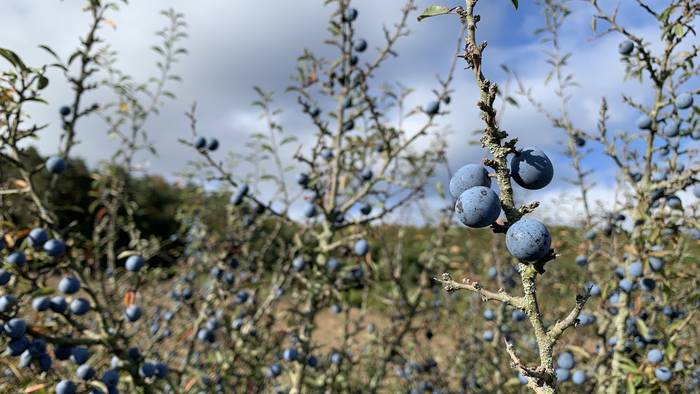 Udazken giroa berreskuratuz