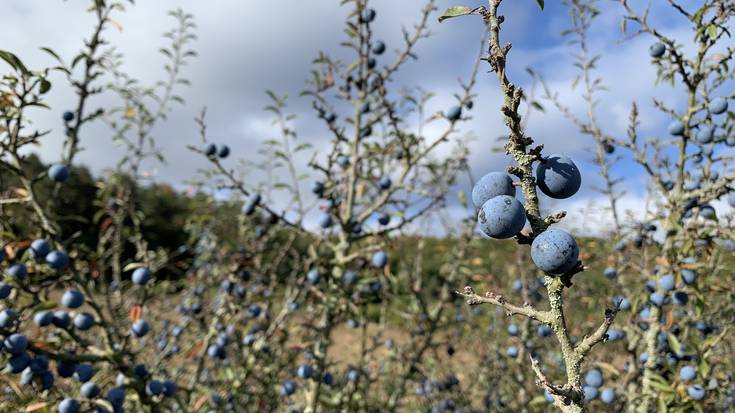 Udazken giroa berreskuratuz