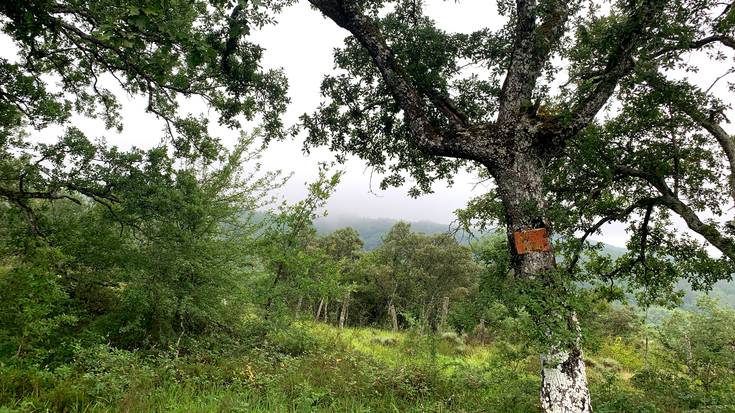 Euria, aspaldiko partez