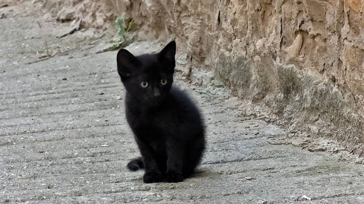 Animalien gaineko ordenantzak "ilegaltzat" jo dituzte