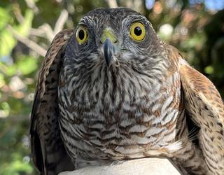 Zauritutako gabirai bat erreskatatu dute Fresnedan