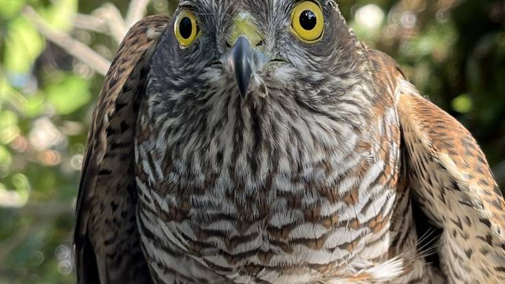 Zauritutako gabirai bat erreskatatu dute Fresnedan