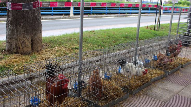 [ARGAZKI GALERIA] Santiago Eguna 2018