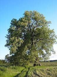 [GORBEIAKO PARKE NATURALA] Altubeko aparteko haritza