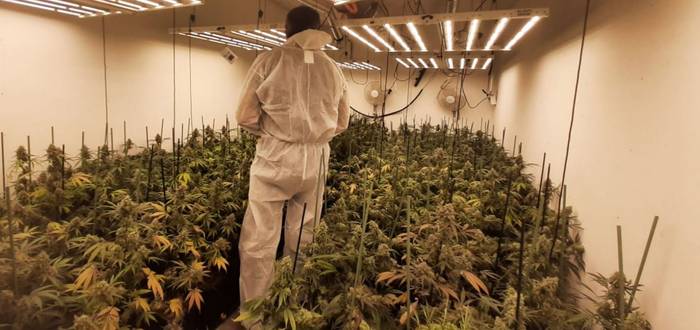 Atxilotua 380 marihuana landare izateagatik