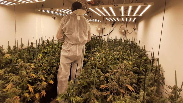 Atxilotua 380 marihuana landare izateagatik