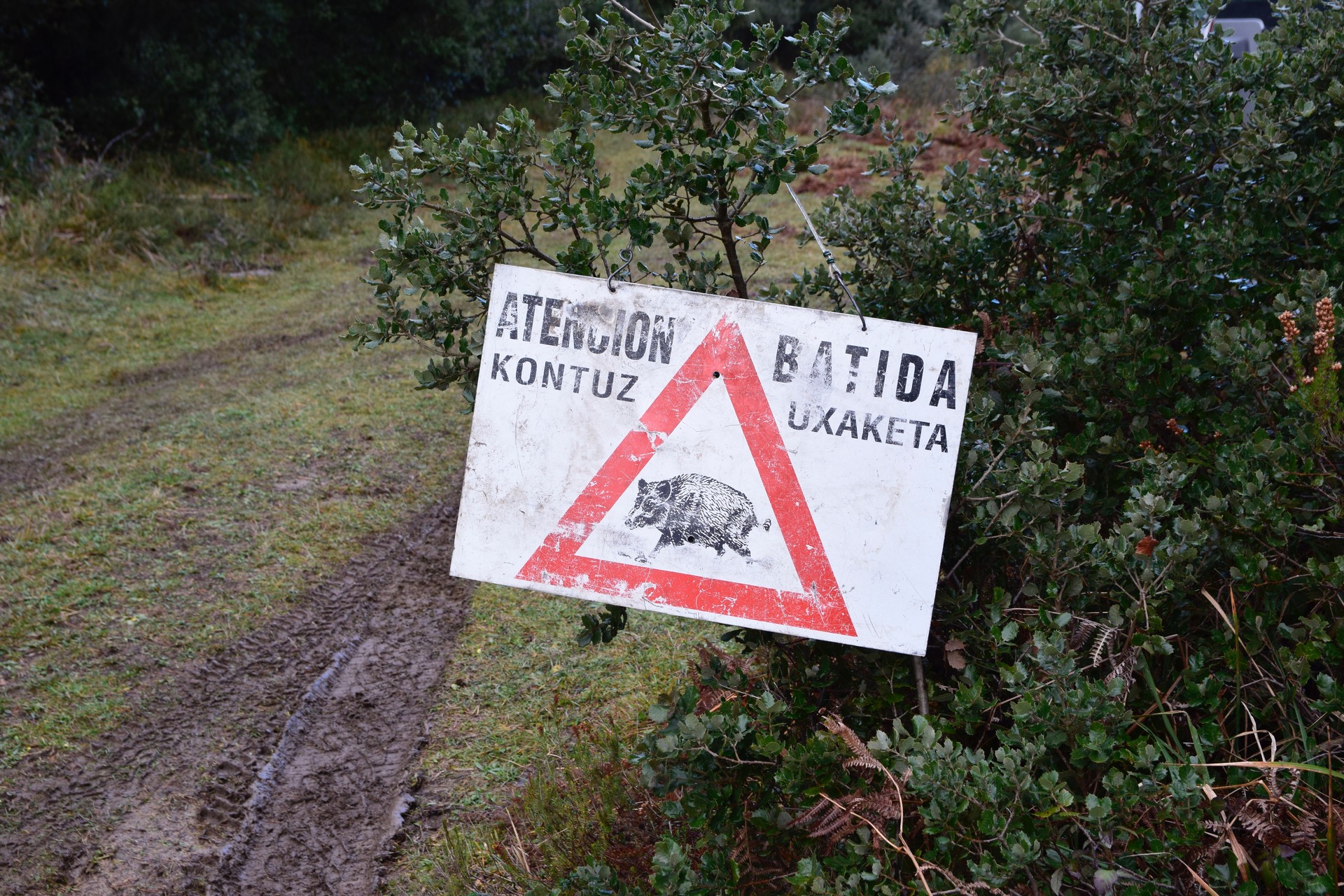 Diputazioko Mendi Zerbitzuko burua epaituko dute