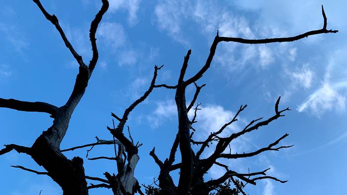 Gaur garbi, baina bihar ilunago