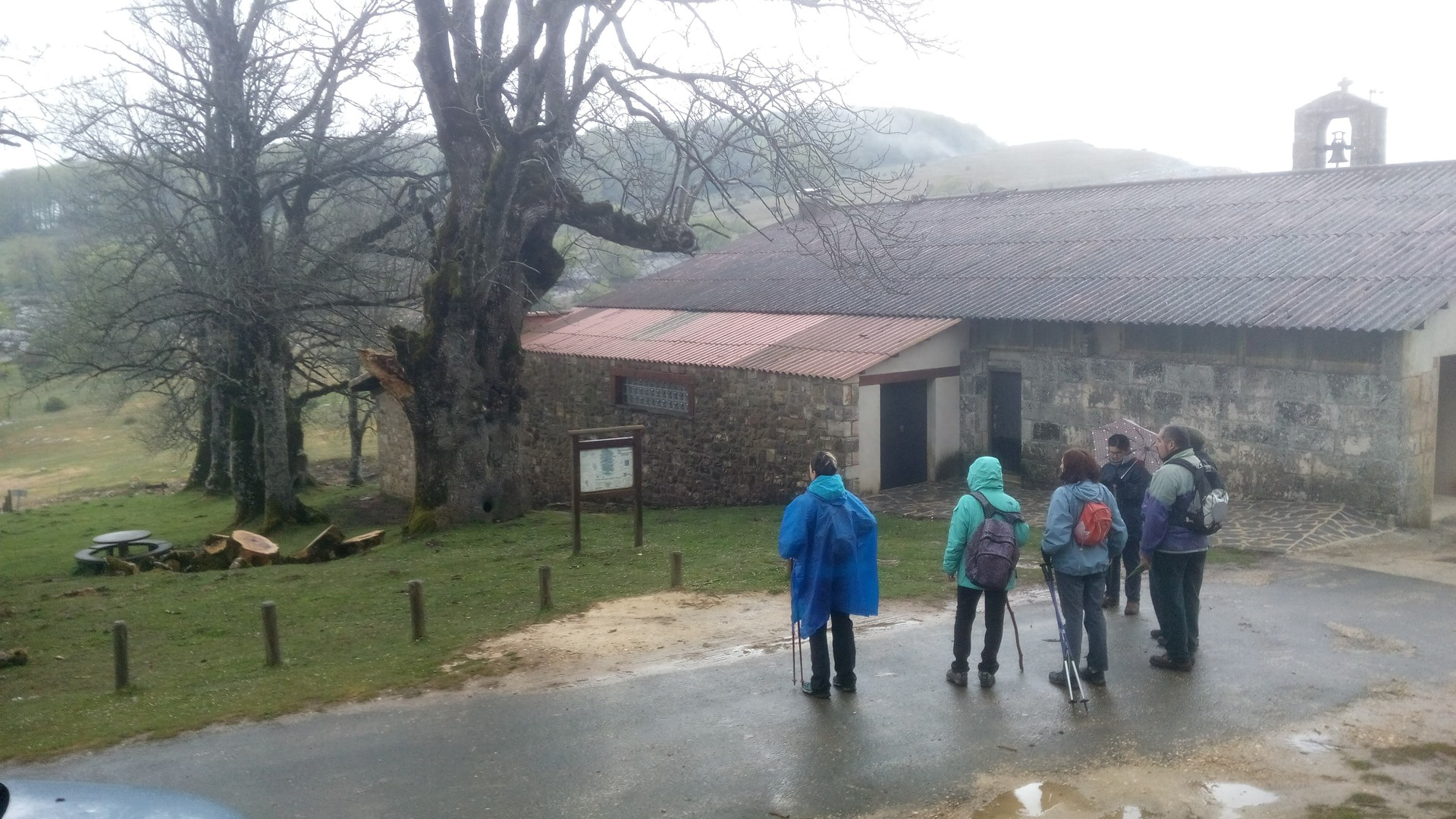 Gaixorik dago Santa Teodosiako lizar berezia
