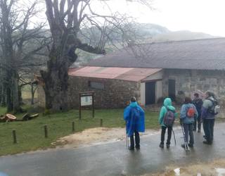 Gaixorik dago Santa Teodosiako lizar berezia