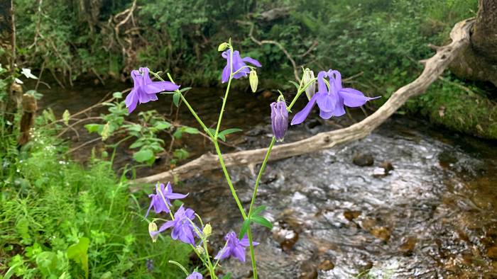 Menia pixka bat asteburuan