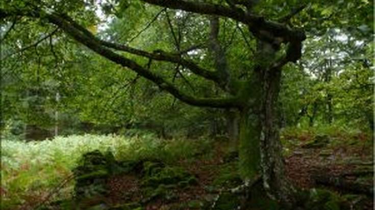 [GEUREKIN MENDIRA] Burbonak