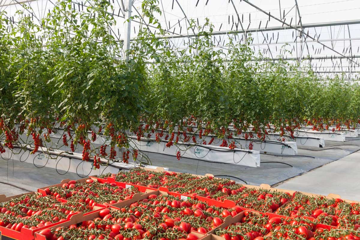 Tomate hidroponikoetarako sei hektareako ustiapena jarri asmo dute Tuestan