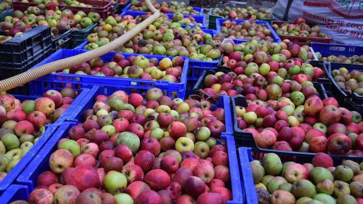 Fruta-arbolak landatzeko 30.000 euroko diru-laguntza emango du Aldundiak