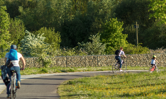 Bizikleta ibilbidea hezegunean