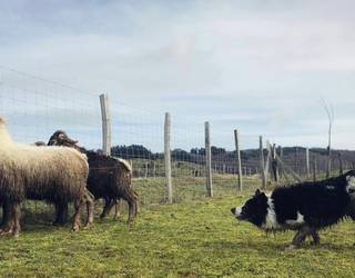 Artzain txakurren ordua