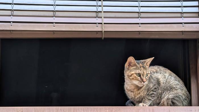 Grisean jarraitzeko asmoa du